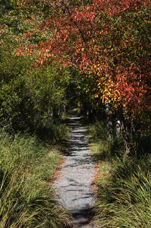 The Road Not Taken - NHP326 The Road Not Taken - NHP326